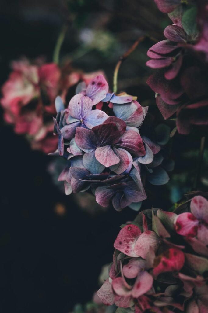 Villamalia Polina Tu’ipulotu Death & Obituary: Remembering a Life of Love and Compassion