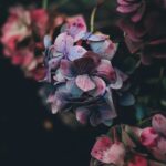 Chad Eickhoff St. Death & Obituary: A Community Mourns the Loss of a Cherished Friend and Family Member